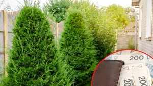 Emeryci wycięli tuje przed domem i dostali karę.