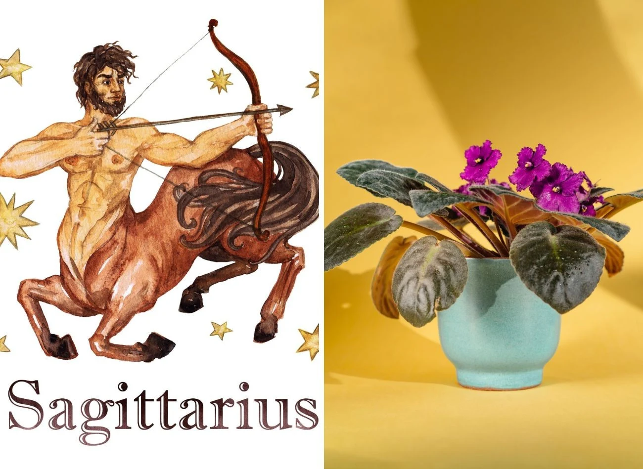 W domu Strzelców nie ma miejsca dla standardowych roślin doniczkowych