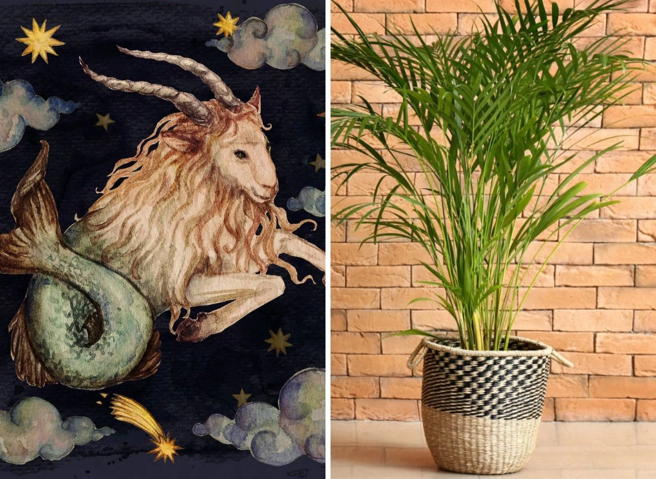 Koziorożce z powodzeniem mogą uprawiać palmy