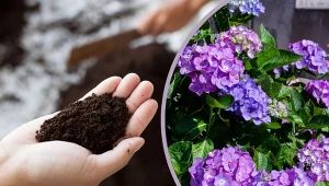 Torf w ogrodzie można wykorzystać na wiele sposobów.