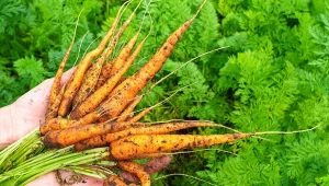 Podlewanie marchwi to kluczowy etap w rozwoju tego warzywa.