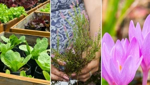 Sprawdź, jakie rośliny sadzimy w sierpniu w ogrodzie.