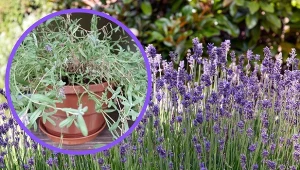 Lawenda to roślina, która lubi słoneczne i suche stanowiska.