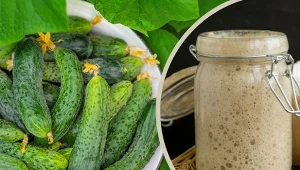 Jak stosować drożdże do ogórków? Najważniejsze są proporcje/RF