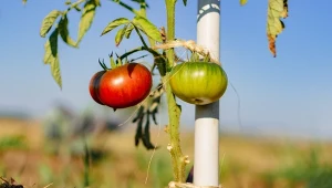 Co robić z pomidorami w sierpniu? Czy obrywanie liści i podwiązywanie pomidorów wystarczy?