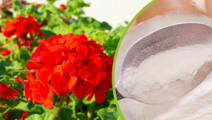 Zrób domową odżywkę na kwitnienie pelargonii, dzięki której w mig wypuszczą mnóstwo kwiatów.