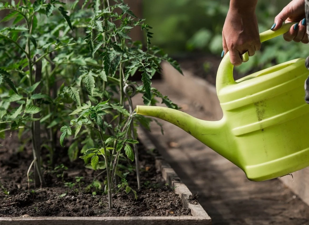 Preparaty z drożdży mogą sprawić, że ogórki urosną o 12 dni szybciej niż podlewany tylko wodą