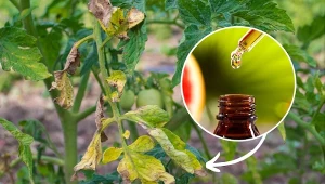 Zobacz, jak rozpoznać alternariozę pomidora i jak ją zwalczyć naturalnymi metodami.