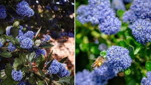 Prusznik niebieski przyciąga pożyteczne owady miododajnymi kwiatami.
