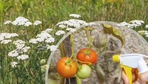 Krwawnik pospolity, choć uważany jest za chwast, może mieć zastosowanie w ogrodnictwie.