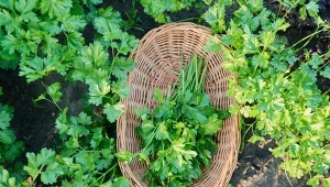 Najbardziej trująca roślina 2023. Sprawdź, o którą roślinę chodzi i dlaczego może zagrażać naszemu zdrowiu.