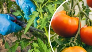 Podpowiadamy, jak usuwać liście pomidorów, aby nie zaszkodzić swoim uprawom.