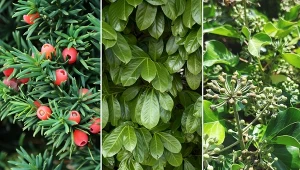 Przez okrągły rok osłania przed wzrokiem wścibskich. Najlepszy wybór na gęsty żywopłot.