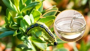 Poznaj przepisy na domowe opryski na ćmę bukszpanową.