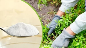 Podpowiadamy, jak pozbyć się chwastów z ogrodu i kostki brukowej bez użycia chemii.