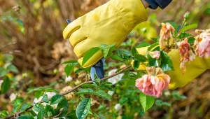 Przycinanie róż po przekwitnięciu jest istotnym zabiegiem dla rozwoju roślin.