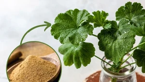 Przedstawiamy 5 sposobów, jak zrobić domowy ukorzeniacz.