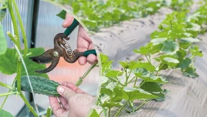 Jak pielęgnować ogórki. Poznaj zasady, po których wydadzą obfite plony.