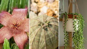 Poznaj najdziwniejsze rośliny doniczkowe świata, które odmienią twoje wnętrze.