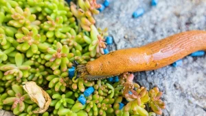 Niebieskie granulki to najpopularniejsza trutka na ślimaki.