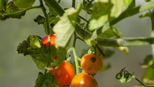 Pomidory są narażone na szarą pleśń widmową. Jakie są pierwsze objawy tej choroby?