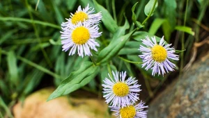 Zjawiskowo kwitnie całe lato. Jak uprawiać i pielęgnować przymiotno ogrodowe?