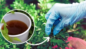 Zrób oprysk z tego suszu. Ćma bukszpanowa już nie złoży jaj.