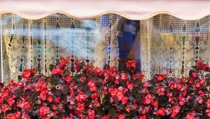 Zrób odżywkę na wzrost i kwitnienie begonii, a odżyje w mig.