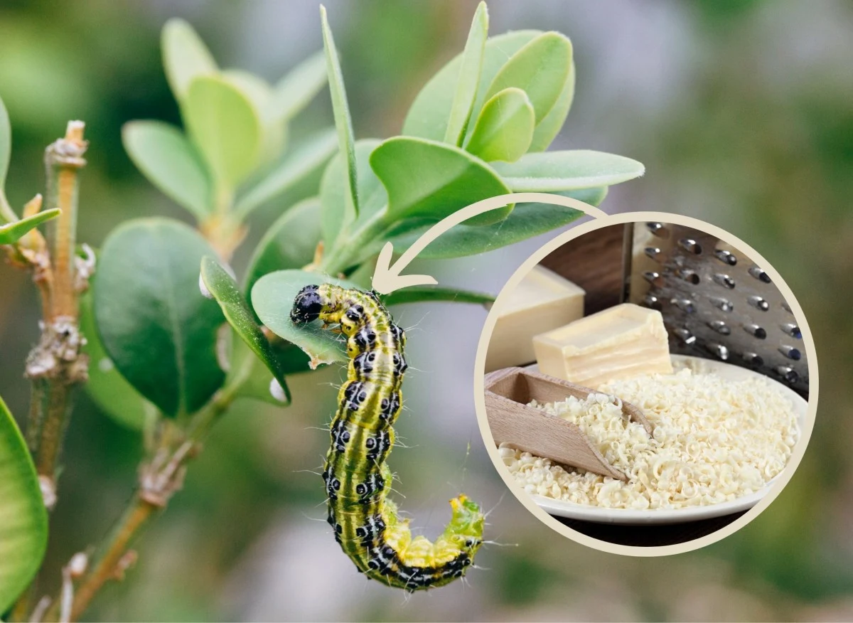 Ćma bukszpanowa to groźny szkodnik, którego larwy żerują na liściach oraz młodych pędach bukszpanów