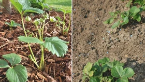 Po zbiorach truskawki wymagają dalszej pielęgnacji, aby w kolejnym roku obficie i zdrowo plonować.