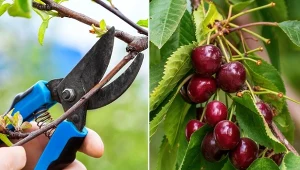 Cięcie wiśni po zbiorach to bardzo ważny zabieg, który wpływa na plonowanie.