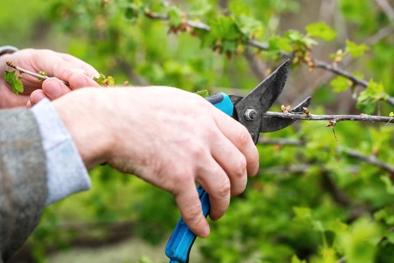 Przycinanie wiśnie w dużej mierze zależy od wieku danego drzewa