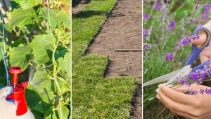 Sierpień to czas, w którym ogrodnicy i sadownicy mają trochę więcej odpoczynku niż w innych miesiącach. Nie oznacza to jednak, że mogą całkowicie się zrelaksować i odpuścić zaglądanie do ogrodu.