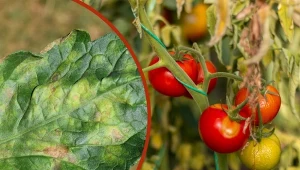 Poznaj najskuteczniejsze sposoby na choroby pomidorów, dzięki którym plony będą dorodne i zdrowe.