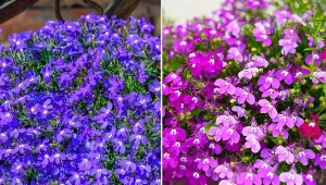 Aby cieszyć oczy jej dzwonkowatymi kwiatami lobelii, wystarczy trzymać się kilku zasad.