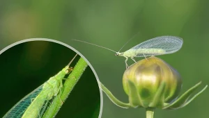 Złotook to pożyteczny owad odwiedzający ogrody, bardzo często przylatujący do domów w celu przezimowania.