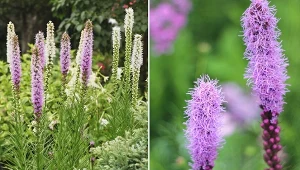 Jak uprawiać liatrę kłosową tak, by zdobiła ogród aż do jesieni?