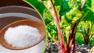 Niewiele osób wie, że sól znajduje zastosowanie w ogrodnictwie.