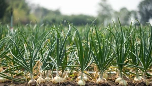 Wzrost cebuli najlepiej przebiega na nasłonecznionym stanowisku i otwartej przestrzeni.