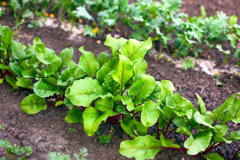 Sól w ogrodzie chroni rośliny przed chorobami i szkodnikami