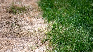 Wysuszony trawnik jest efektem suchego i upalnego lata.