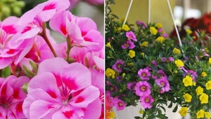 Co zrobić, żeby kwiaty w ogrodzie i na balkonie kwitły nieustająco? Trzymaj się tych zasad, szybko zobaczysz efekty