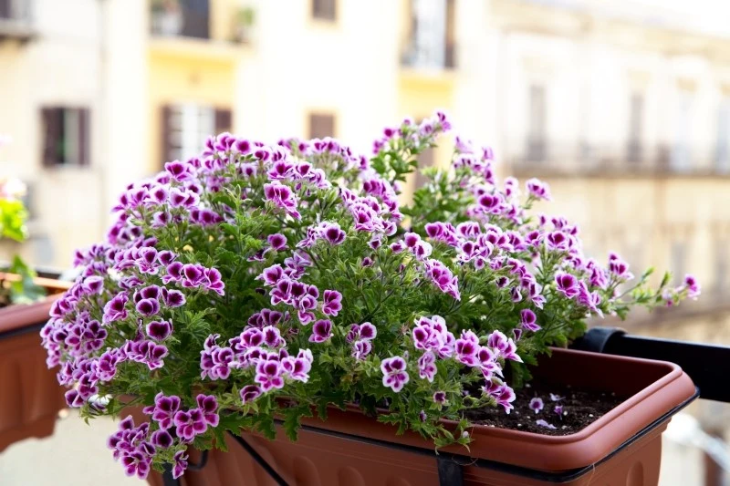 Pielęgnacja kwiatów na balkonie wymaga pewnych zabiegów, aby mogły kwitnąć nieustająco