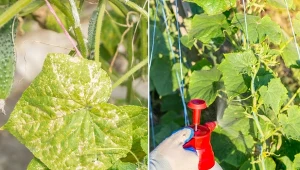 Przedstawiamy naturalne sposoby na choroby ogórków, które sprawią, że plony będą bogate i zdrowe.