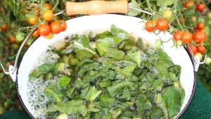 Gnojówka z żywokostu pobudzi rośliny do wzrostu oraz ochroni je przed szkodnikami.