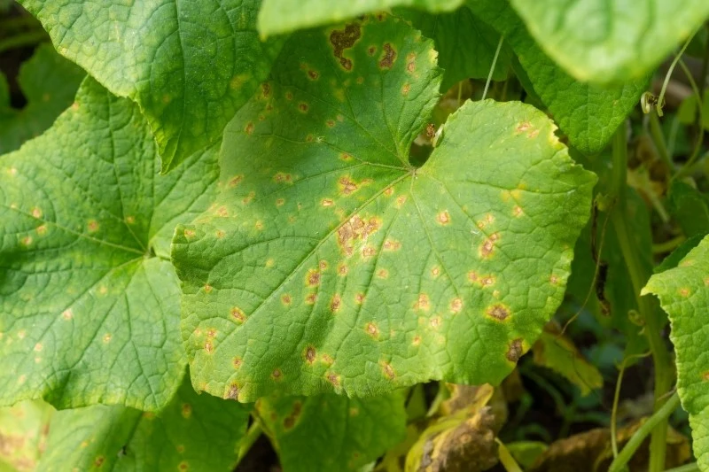 Choroby ogórków można rozpoznać po zmienionym wyglądzie liści