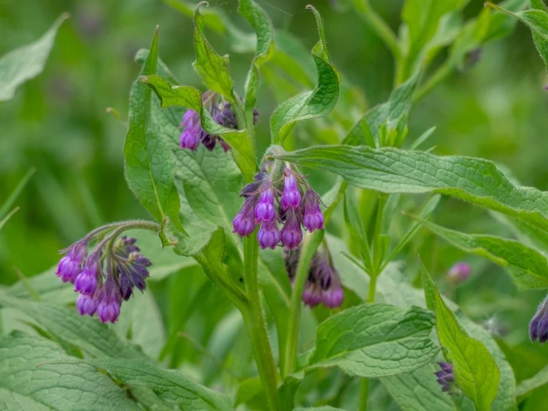 Żywokost jest rośliną o wielu ciekawych zastosowaniach