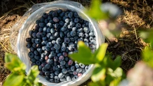 Jak rozmnożyć borówkę amerykańską? Jest kilka sposobów.