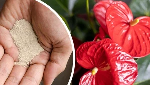 Domowa odżywka do anturium sprawi, że roślina zakwitnie jak nigdy wcześniej.