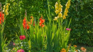 Jak pielęgnować mieczyki, żeby się nie przewracały?